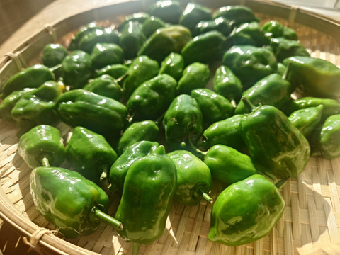 自然栽培！激辛スパイス『 ハバネロ』(固定種 )無肥料 農薬不使用 100g 国内0.1%希少ハバネロ メール便 農園から直送 冷凍保存可能です。ハバネロオイルおすすめです。