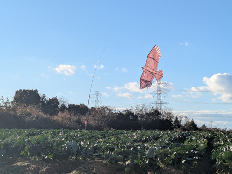 小さい野菜の詰め合わせ