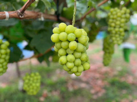 【個性ありお得】大きく、とにかく大きく育てたシャインマスカット（1.6~2kg２房～３房)