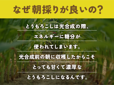 わくわくコーン8本 スイートコーン とうもろこし 7月26日から収穫分 予約 3キロ箱使用 商品ID96585