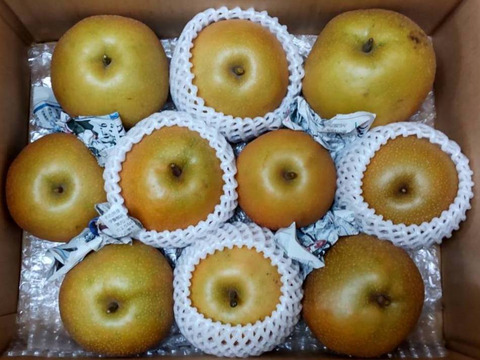 収穫翌日発送【10月8日頃から発送】和梨　にっこり　家庭用　約3.5キロ（1玉320～450ｇ、この品種にしては小玉です）