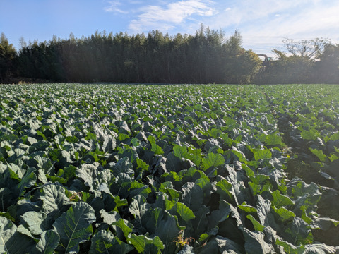 ブロッコリー６つ　春キャベツ３つ
（増量ともちゃんセット）