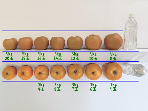 梨の王様👑　千葉県産【新高】5㎏　家庭用『6玉～10玉入』市川のなし