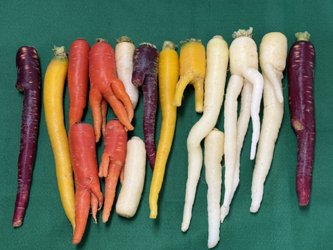 ’'ノウフク’’  食卓を彩る！カラフル人参(訳あり）　1kg　
東京エコ100認証取得