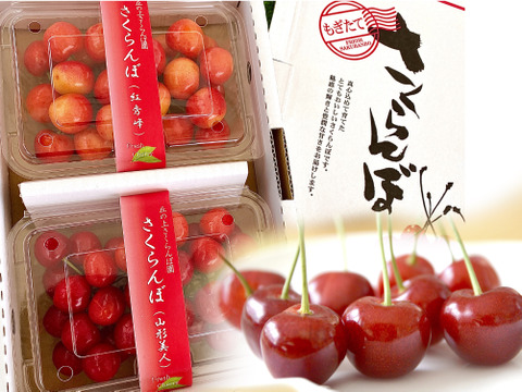 【2026年予約早割】さくらんぼ食べ比べ🍒7品種から旬の2品種をお届け！佐藤錦や紅秀峰など品種はおまかせ🍒