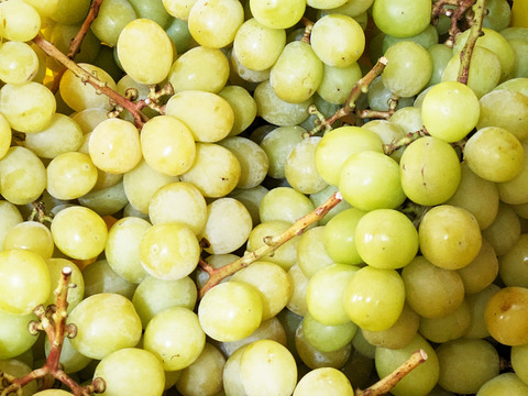 味が濃く甘みが強い！ちょっと黄色いシャインマスカット裸詰め 約4kg（16～9房）※信州の環境にやさしい農産物50％節減（長野県認証）2023