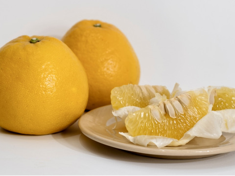 【大粒プリプリの果肉】河内晩柑 2kg【家庭用】【ほのかな甘みに爽やかな酸味】