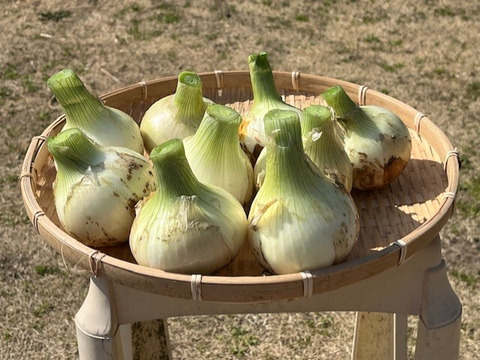 甘くみずみずしい　❣❣　　　　
　九十九里産　新玉ねぎ　2Kg