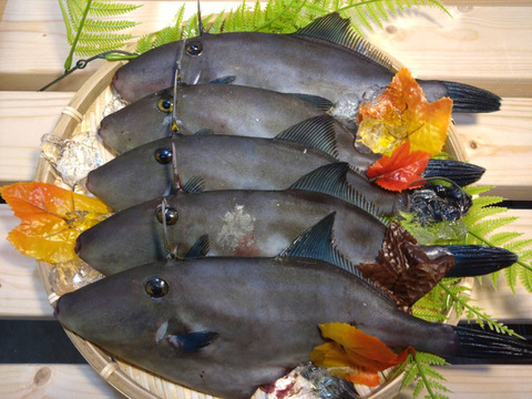 【刺身用】天然ウマヅラハギ 300g以上×5匹｜日本海・深浦直送｜未来丸厳選