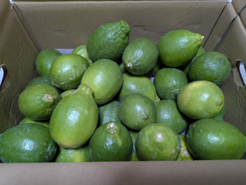 【皮が薄くて種がない】レモン 5kg【防腐剤・ワックス不使用】璃の香（家庭用) 国産レモン