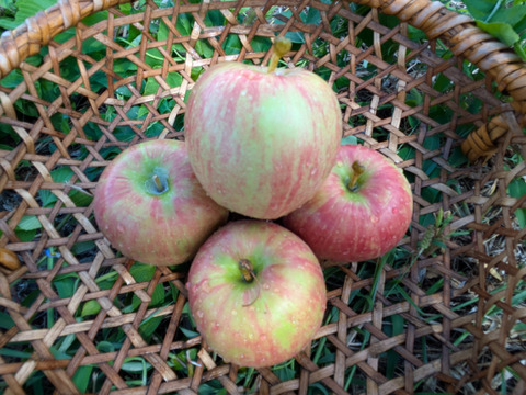 サンつがる　りんご　約8キロ　28個〜32個　真っ赤ではない部分ある、見た目が立派ではないりんごたち　市場には出回りづらい小さめりんご多め