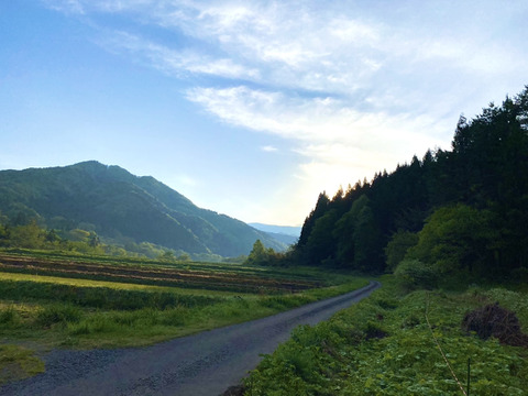 【朝採山菜！】蕨(ワラビ)1kg おまけ付き！
