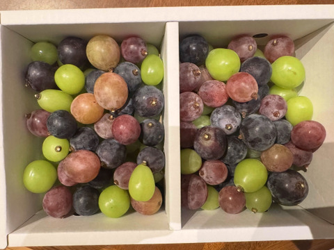 MIX 粒　1.5kg（シャインマスカット入）
