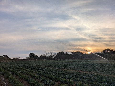 ２玉🌊海風🌊春キャベツ🌊