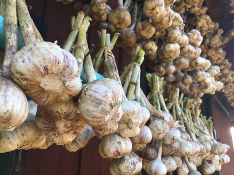 旨味と香りでお料理がワンランクアップ！希少な北海道在来種の有機にんにく【ピンクにんにく】１ｋｇ　栄養満点！夏バテ予防にも♪