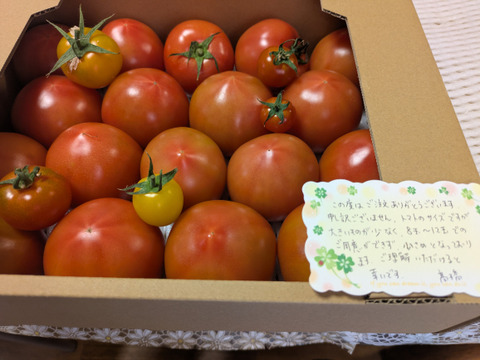 【 100％純トマト🍅】【雪ちゃんトマト】桃太郎トマト（2キロ箱満杯詰め）