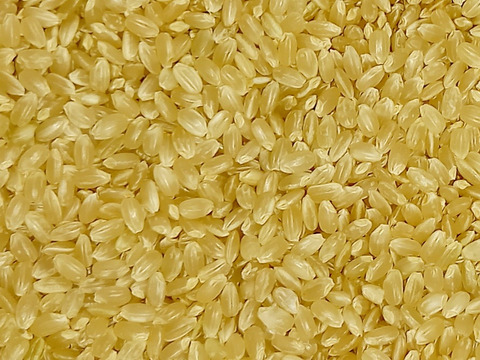 【 農薬不使用・化学肥料不使用のお米 】特別栽培米コシヒカリ 5キロ玄米【令和5年産】