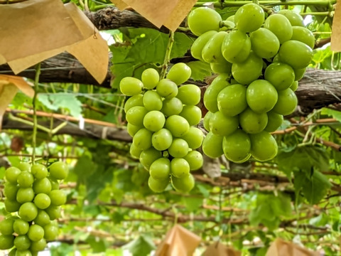 完熟つぶつぶクイーンニーナ／シャインマスカット各400g×2袋（合計800g）※信州の環境にやさしい農産物（長野県認証）