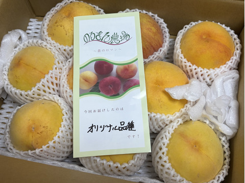 早い者勝ち！】訳あり　黄桃3㎏　品種おまかせ！