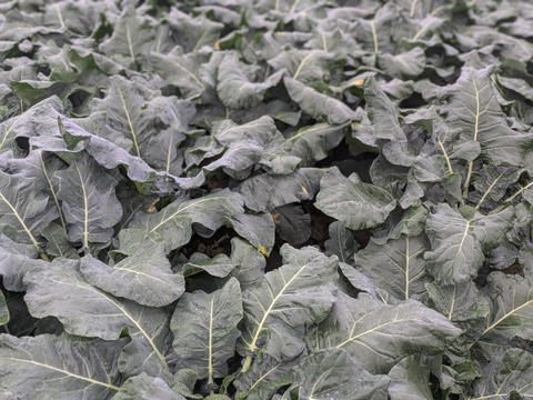 ともちゃんのブロッコリー５本