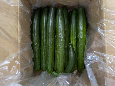 【特別価格】【訳あり】星３つ🌟新鮮朝採りきゅうり🥒1.8kg〜2.0kg色々詰め合わせ【千葉県旭市産】