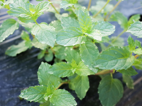 採れたて！新鮮スペアミント 100g 【農薬化学肥料不使用】