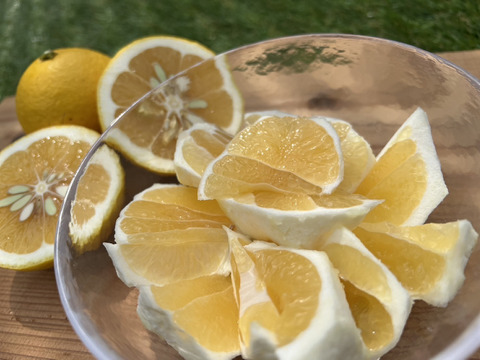 【自然栽培】日向夏８kg箱詰 -農薬不使用・無肥料・無除草剤-