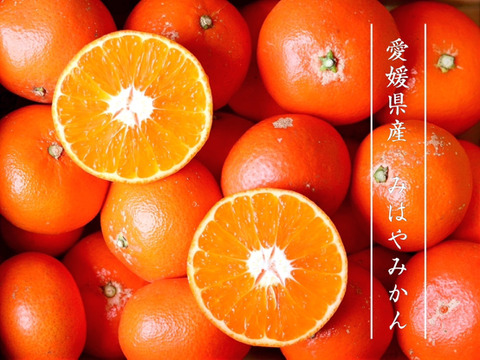 【数量限定】みはやみかん２ｋｇ ご家庭用 農薬不使用 自然栽培 愛媛県産