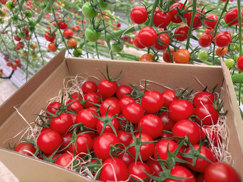 思わずほおばりたくなるコクと旨み〜受賞歴ありたっぷり1kg