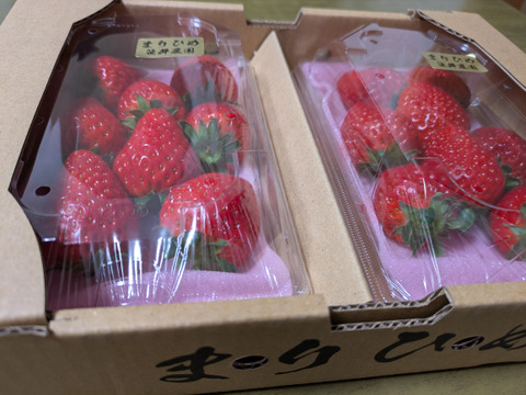朝採れ、収穫いちご　まりひめ　500g (250g × 2p)