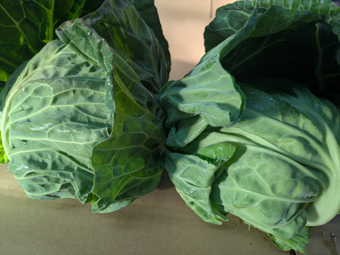 ２玉🌊海風🌊春キャベツ🌊