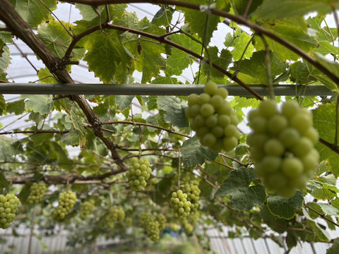 数量限定《訳あり》家庭用　　岡山県産シャインマスカット　粒詰め合わせ約350g×4p