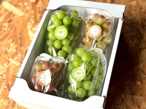 ごほうび気分で味わう、ふたつのぶどう 岡山県産『シャインマスカット＆サニードルチェ』ご自宅用1.9kg