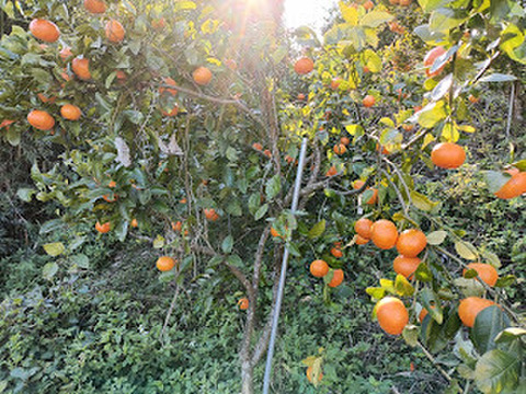 柑橘食べ比べ　　8品種　箱込み6㎏前後