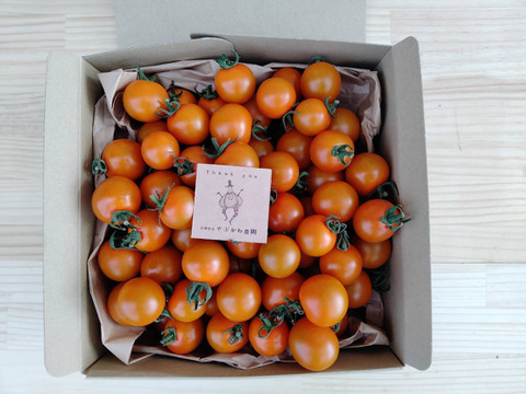 βカロテン豊富！オレンジパルチェ1kg