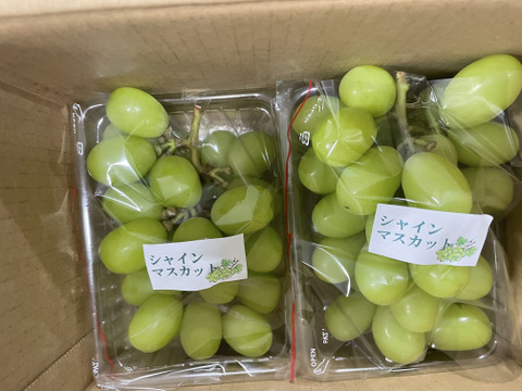 毎年大人気のご家庭用・山梨県産シャインマスカット1㎏