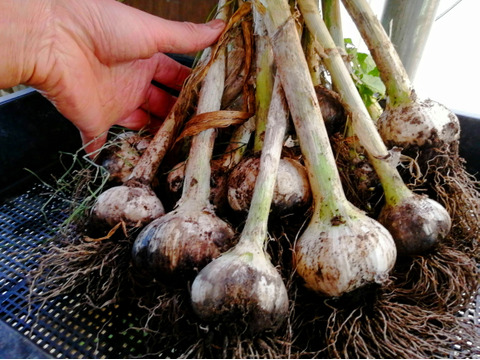 収穫期だけの短い贅沢。採りたて「フレッシュ生ニンニク」