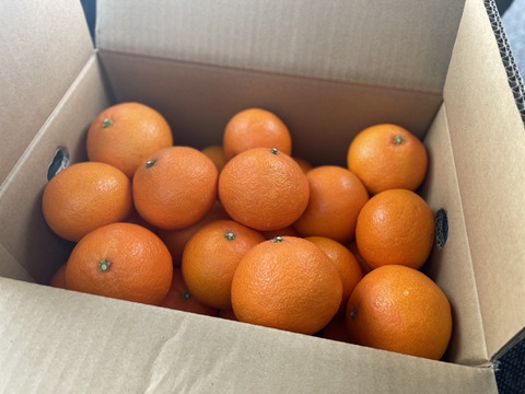 【ミニ！まどんな！】まどんな　5kg ※小玉サイズ （ご家庭用）【冬ギフト】