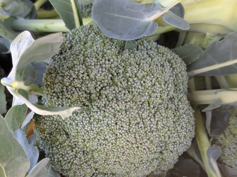 ❄️☃️冬の野菜セット☃️❄️