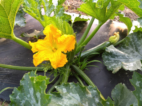 『ズッキーニ』11〜15本