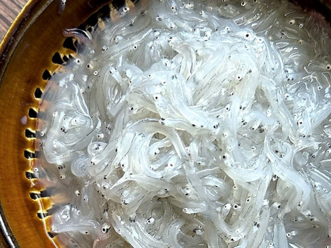 お刺身用☆生しらす(冷凍)期間限定発売：千葉県産のしらす｜食べ