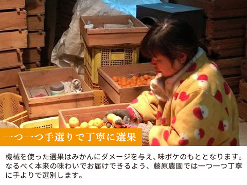 【食べ比べ】みかん・カンキツ詰め合わせセット5kg｜和歌山県海南市下津町から旬のみかん・かんきつ詰合わせセットを産地直送、農園直送でお届け。清見、セミノール、甘夏、八朔等、様々な柑橘が楽しめます
