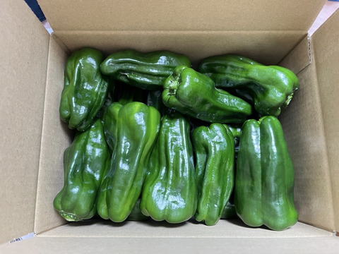 【コーヒー農家がつくる】ピーマン『さらら』約1KG（5月〜）