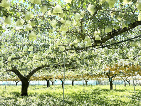 ジューシー・なめらか・濃厚！西洋梨《シルバーベル》 約2kg 4～6玉入 光センサーで糖度14度以上を確認済