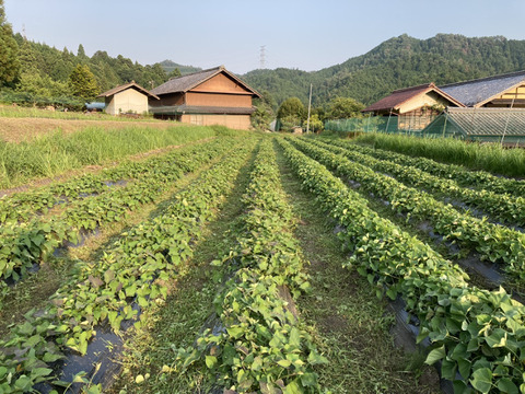 【自然栽培】　さつまいも（シルクスイート）５kg　S～3Lのmix　農薬不使用・無肥料栽培　【岐阜県産】【収穫時期2025年10月上旬】980円／1kg
