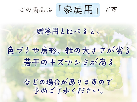 花笑み農園　岡山の瀬戸ジャイアンツ約２kg（３～５房）【9/27～順次発送】G-2家