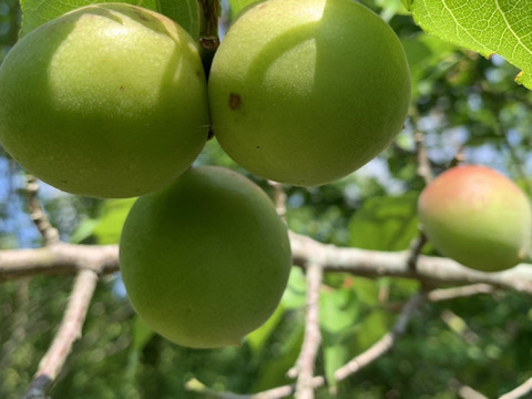まじりっけなし！梅シロップ梅酒に最適！『色づき白加賀』2kg 自然栽培の梅。様々なレシピに。農薬不使用