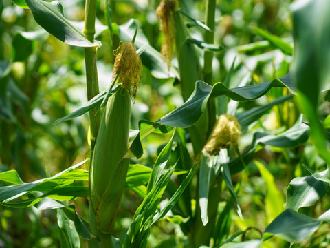【秋の野菜セット】標高1100M・六合の伝統野菜や幻の419キャベツ計7種