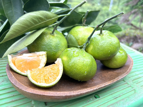 🍊長崎県産🍊 極早生みかん ３.5kg 【家庭用】