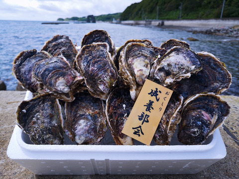 [もうすぐ終了]【夏ギフト】【北海道唯一の養殖岩牡蠣】北海道奥尻産 厳選岩牡蠣｢奥伎｣(Mサイズ20個入り) 焼いてよし！蒸してよし！生でもよし！ 4年もの！北海道でも珍しい養殖岩牡蠣を食べよう！